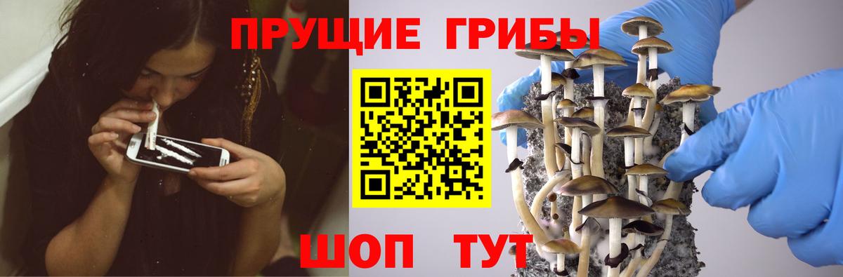 Псилоцибиновые грибы Cubensis Богородск